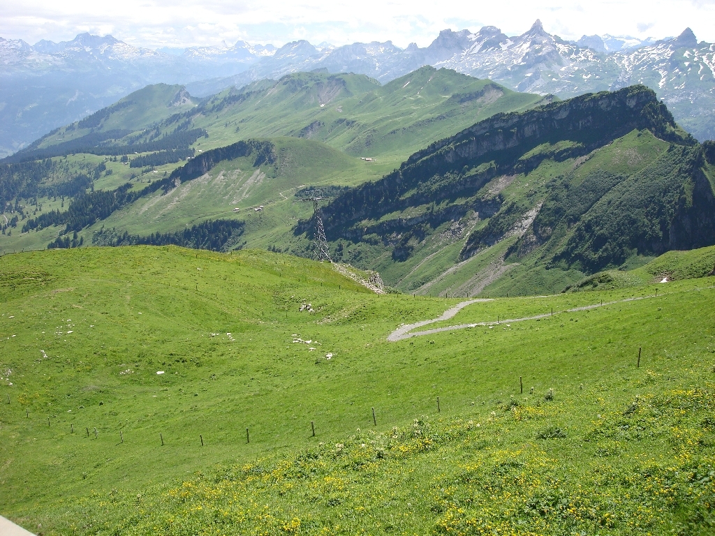 edel_weiß02 edel_weiß02