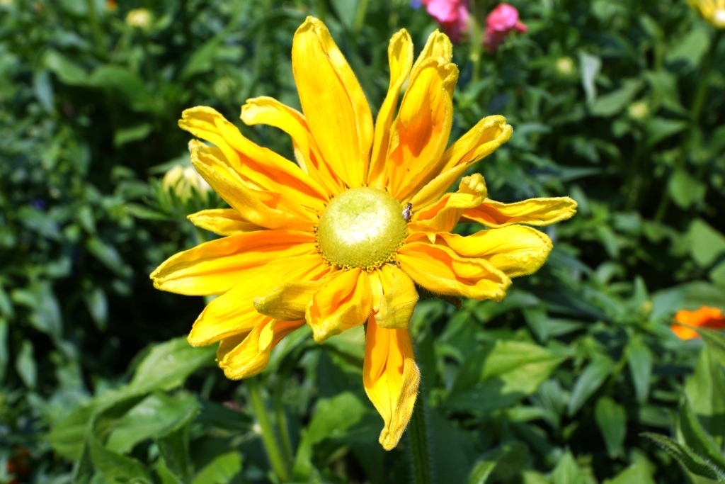 Nolde Nolde