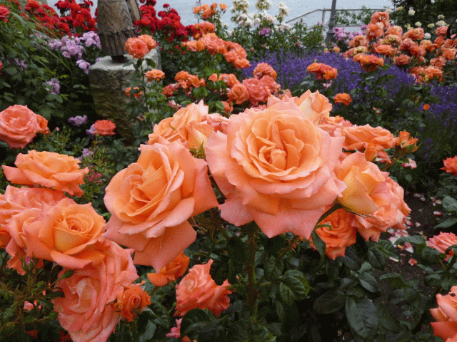 Rosen_Margret551 Rosen_Margret551