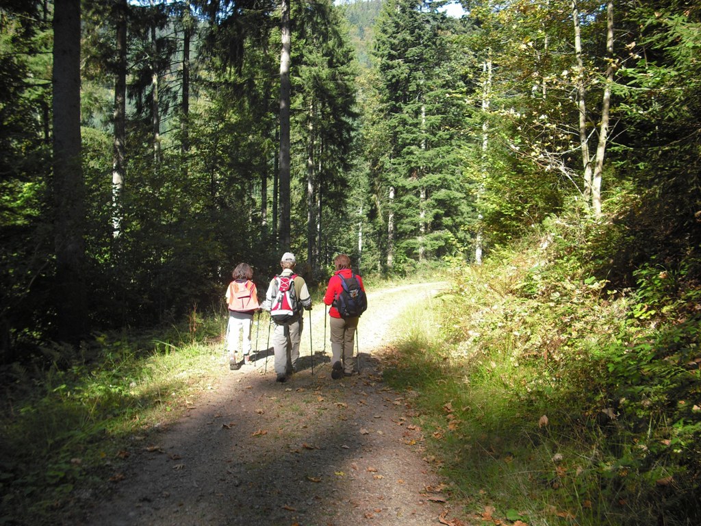 breiter Forstweg breiter Forstweg