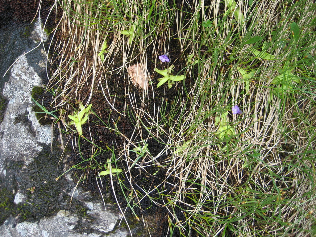 Herzogenhorn 30 Herzogenhorn 30