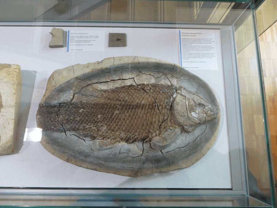 ichthyosaurus ichthyosaurus