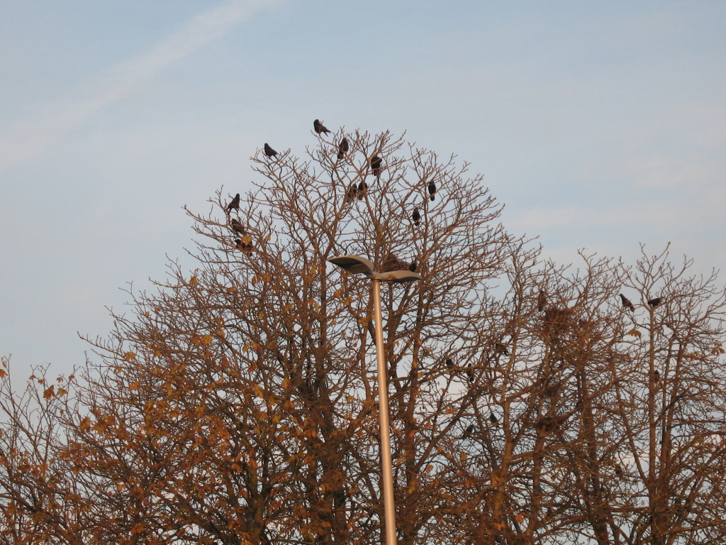 Krähen auf einem Baum Krähen auf einem Baum