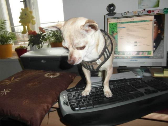 Maxi am PC Maxi am PC