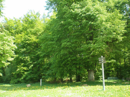 Baum © FriedWald