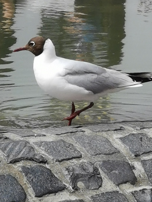 Ostfriesland_Gritle Ostfriesland_Gritle