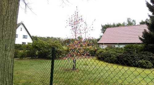 Eierbaum Eierbaum