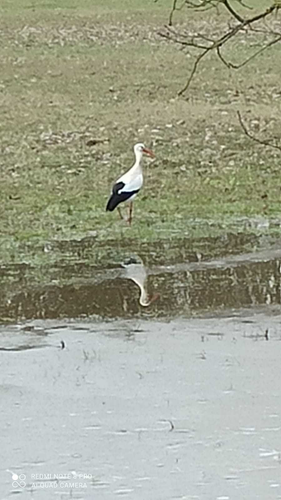 Storch_Musikmaus Storch_Musikmaus