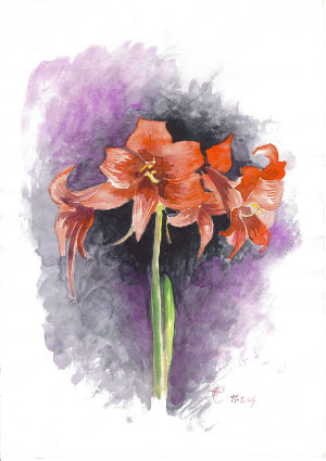 Blume Hanni Blume Hanni