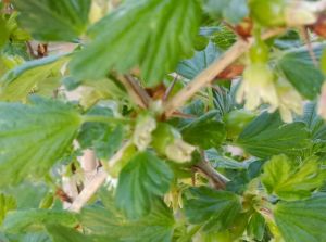 stachelbeer stachelbeer
