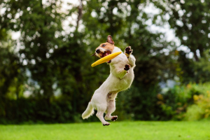 Hund mit Frisbee Hund mit Frisbee
