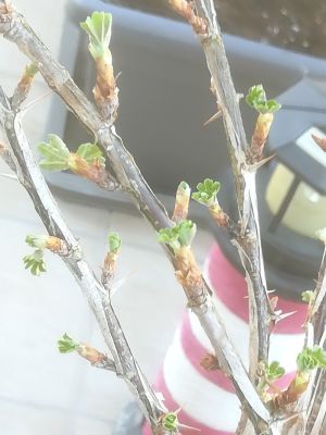 stachelbeerenblätter stachelbeerenblätter