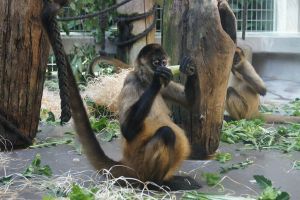 zoo zoo