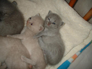 katzen_01 katzen_01