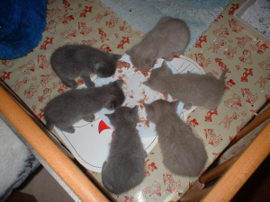 katzen_02 katzen_02