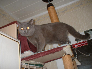 katzen_03 katzen_03
