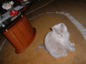 katzen_04 katzen_04