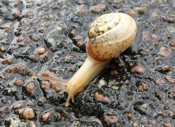 Große Gartenschnecke im Regen Große Gartenschnecke im Regen