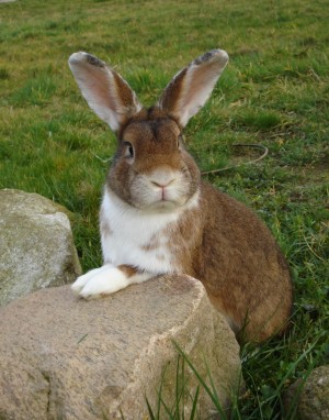 Osterhase_pixelio_barney_o_fair Osterhase_pixelio_barney_o_fair
