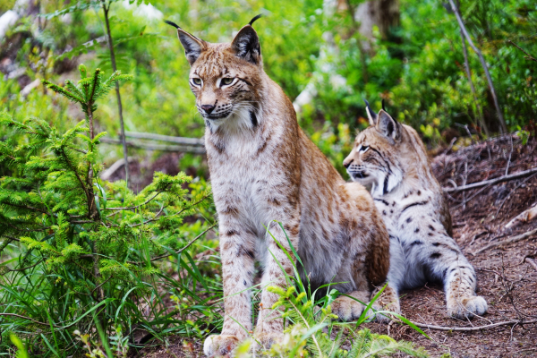 Luchs im Wald Luchs im Wald
