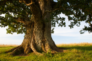 Baum Baum