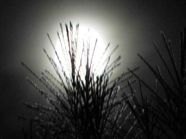 Gräser im Mondlicht Gräser im Mondlicht
