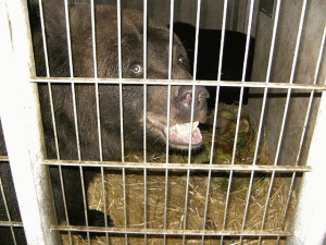 Bär Bär