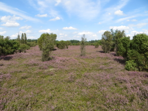 Heide Heide