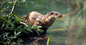 Otter Otter