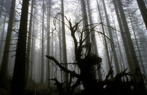 Bayrischer Wald Bayrischer Wald