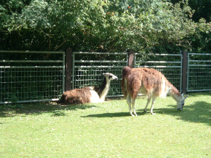 tierpark13 tierpark13