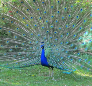 Pfau_523130_original_R_k_by_Ralf Meilen_pixelio.de Pfau_523130_original_R_k_by_Ralf Meilen_pixelio.de