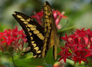 jardin jardin