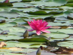 Seerose Seerose