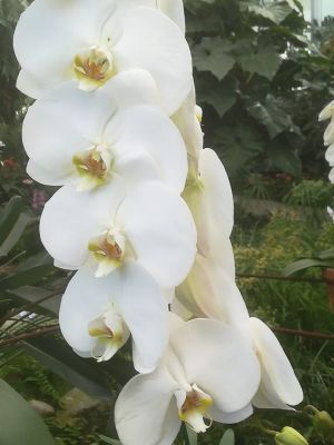 weiße orchidee weiße orchidee