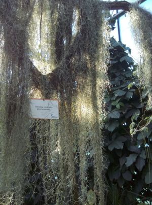Baum Baum