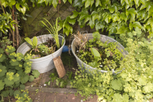 2 Zwinkwannen mit Wasserpflanzen 2 Zwinkwannen mit Wasserpflanzen