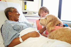 Hund im Krankenhaus Hund im Krankenhaus