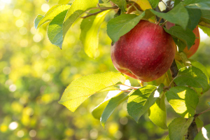 roter Apfel am Baum roter Apfel am Baum