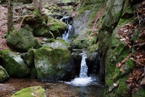 steig steig