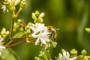 Biene auf einer Blüte Biene auf einer Blüte