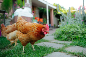 Nahaufnahme eines Huhns im Garten Nahaufnahme eines Huhns im Garten