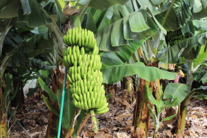 Bananenstaude Bananenstaude