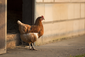 braunes Huhn braunes Huhn
