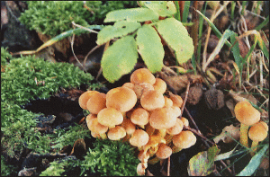 Schwefelköpfe Schwefelköpfe