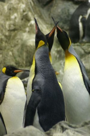 Pinguin_Palaver_Original by_Jürgen Mittag_pixelio.de Pinguin_Palaver_Original by_Jürgen Mittag_pixelio.de