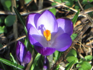 Krokus Krokus