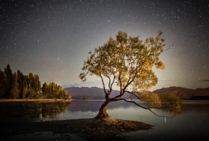 Baum im Wasser Baum im Wasser