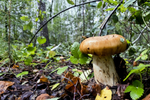 Pilz im Wald Pilz im Wald