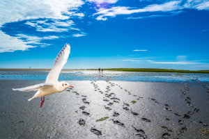 Möwe an der Nordseeküste Möwe an der Nordseeküste